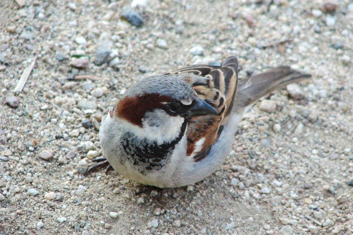 Haussperling, faunisch Passer domesticus, auf einem Kiesweg im Garten