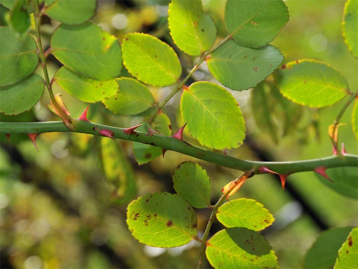 Hecken-Rose, botanischer Name Rosa corymbifera, mit Stacheln und Blättern