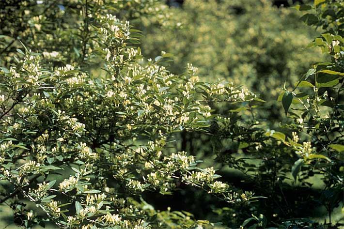 Weiß-gelb blühende Filzige Heckenkirsche, botanischer Name Lonicera morrowii