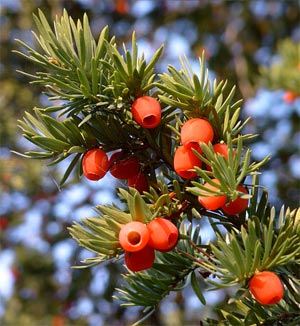 Eibe-Heckenpflanze mit roten Früchen