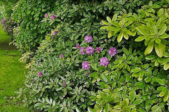 Immergrüne, winterharte Rhododendron-Heckenpflanzen, rosa-violett blühend