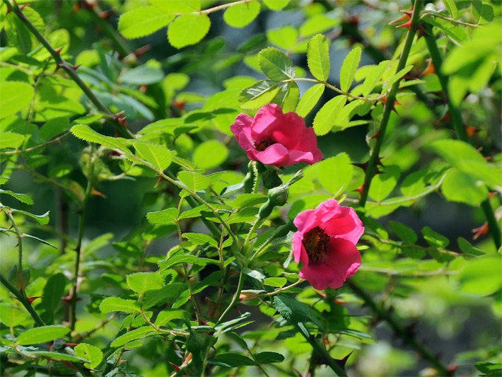 Heckenrose, botanischer Name Rosa corymbifera, mit Dornen und pinkfarbener Blüte