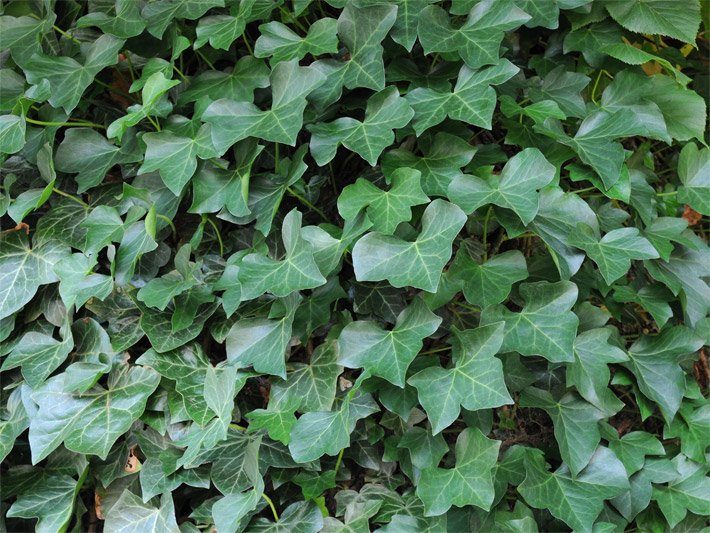 Gemeiner oder Gewöhnlicher Efeu mit dunkelgrünen Blättern und heller Blattspreite
