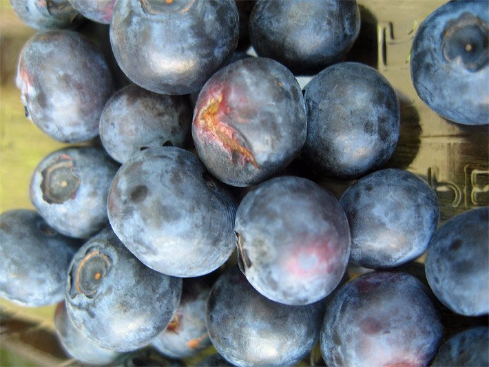 Ungetrocknete violett-blaue Heidelbeeren-Früchte