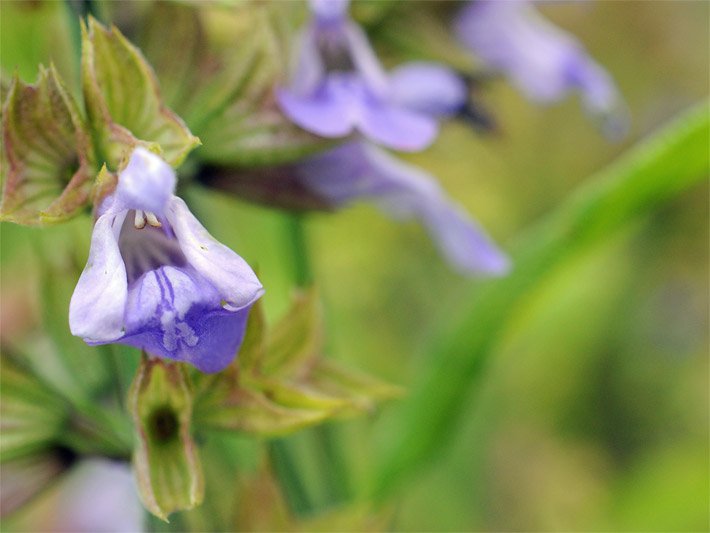 Violette Blüte von einem Heilsalbei oder Echtem Salbei, botanischer Name Salvia officinalis