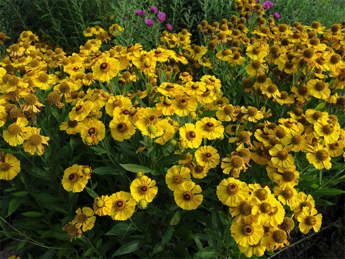 Gelbe Blüten einer Gewöhnlichen Herbst-Sonnenbraut, botanischer Name Helenium autumnale, in einem Blumenbeet