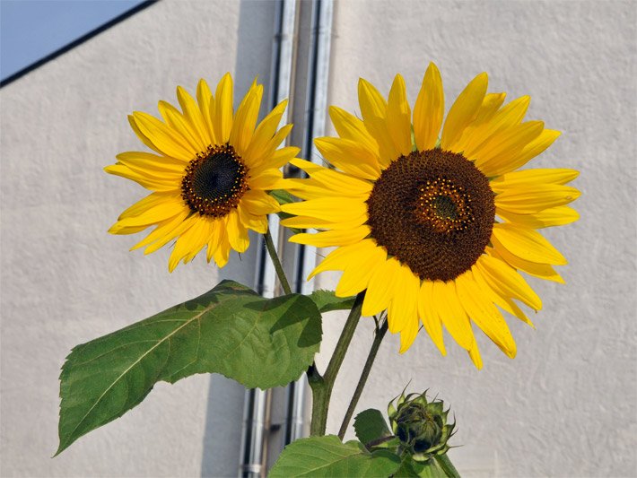 Zwei einjährige Sonnenblumen-Blüten mit gelben Blütenblättern und braun-schwarzem mittrigem Blütenkorb vor der weißen Hauswand auf einem Balkon, botanischer Name Helianthus annuus