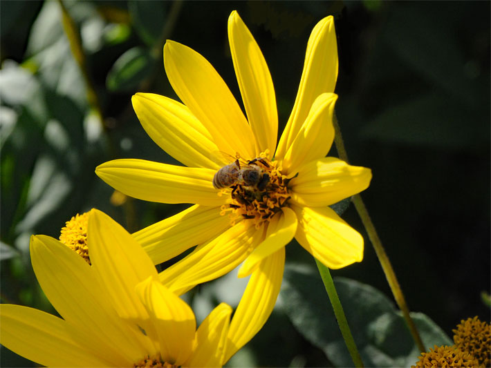 Gelbe Blüten einer Armblütigen Sonnenblume, botanischer Name Helianthus pauciflorus, mit einer Biene zur Bestäubung