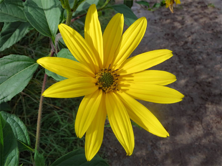 Blüte einer Topinambur, botanischer Name Helianthus tuberosus, mit körbchenförmigen Röhrenblüten in der Blütenmitte und außen sitzenden, gelben Zungenblüten