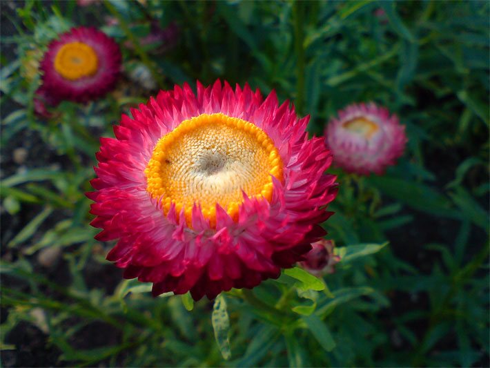 Nektar-haltige Schalenblüte einer Strohblume, botanischer Name Helichrysum bracteatum, mit roten Blüten-Blättern und gelbem Blütenstempel