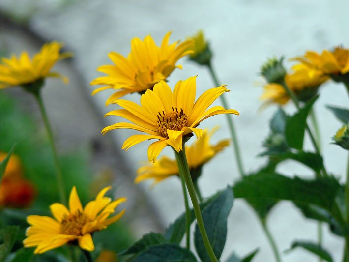 Garten-Sonnenauge mit orange-gelben Blüten, botanischer Name Heliopsis helianthoides, in einem Sommer-Blumenbeet