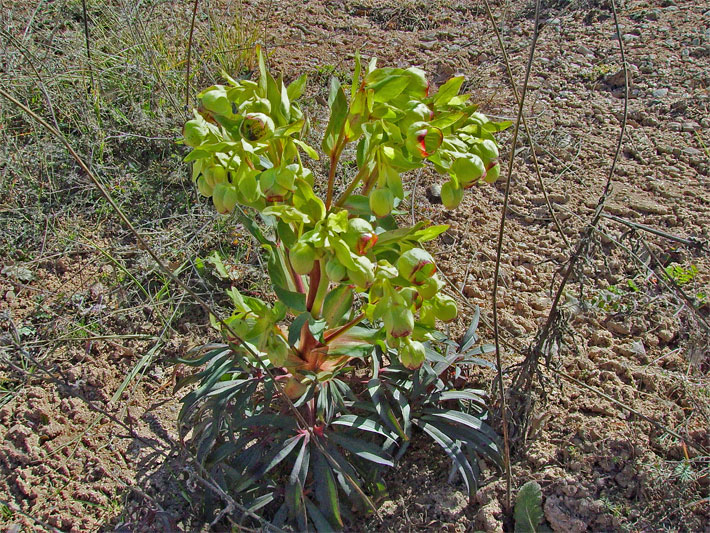 Stinkende Nieswurz, botanisch Helleborus foetidus, mit hellgrünen, rot-umrandeten Blüten und grünen Blättern in einem trockenen, neu angelegtem Garten