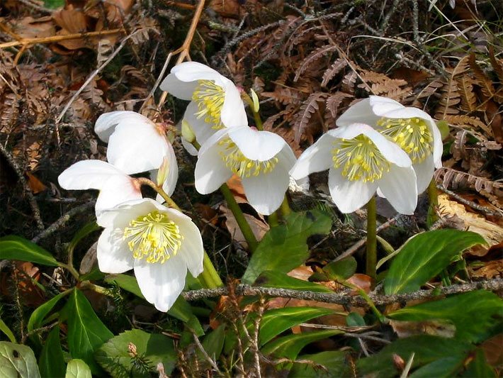 Weiße Blüten einer Christrose/Schneerose, botanischer Name Helleborus niger, mit gelben Staubblättern