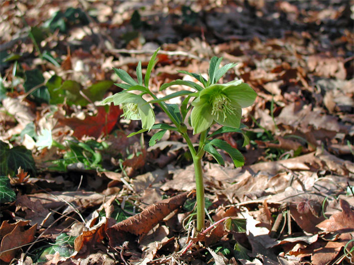 Gelb-grüne Blüten einer Grünen Nieswurz, botanischer Name Helleborus viridis, im Wald umgeben von verwelkten, bräunlichen Laubbaum-Blättern