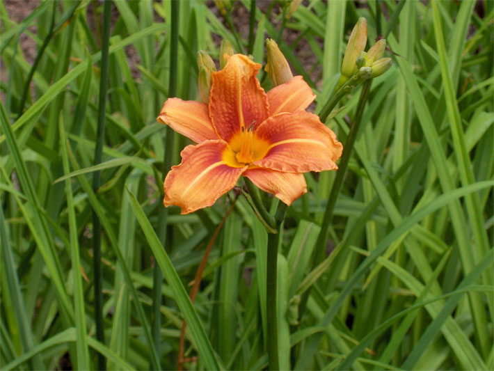 Blühende Gelbrote / Braunrote Taglilie der Sorte Europa in einer Garten-Wiese, botanischer Name Hemerocallis fulva