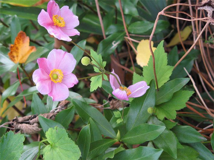 Rosa Blüten von einer Herbst-Anemone, botanischer Name Anemone hupehensis, in einem Staudenbeet