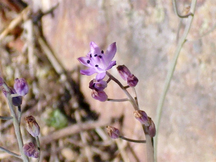 Blass blau-violett blühender Herbst-Blaustern in einem Vorgarten, lateinischer Name Scilla autumnalis