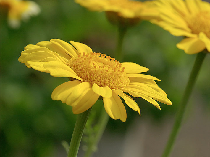 Gelb blühende Herbst-Chrysantheme, botanischer Name Chrysanthemum indicum, mit gelben Zungenblüten und gelben mittigen Blütenkörbchen