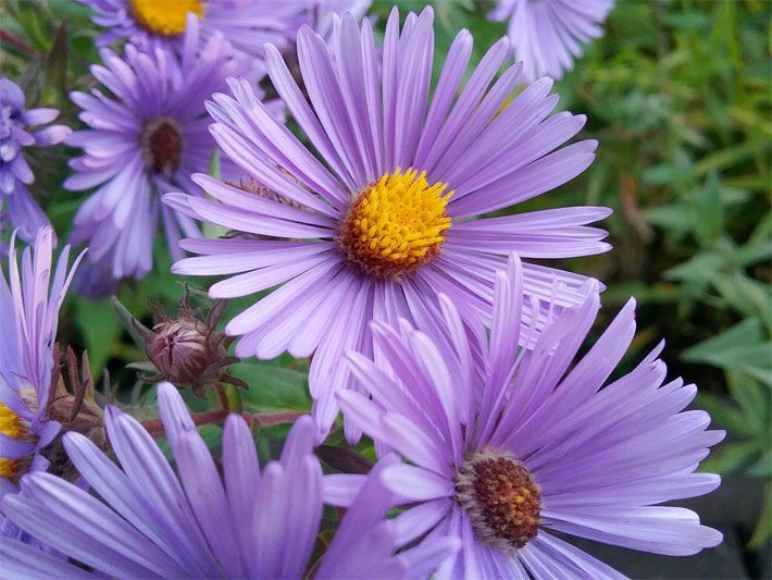Violett blühende, großblütige Herbstastern, Neuengland- oder Raublatt-Aster, auf dem Balkon, lateinischer Name Symphyotrichum novae-angliae