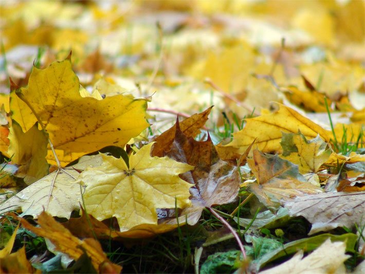 Gelbes, orange-rotes Herbstlaub im Wald