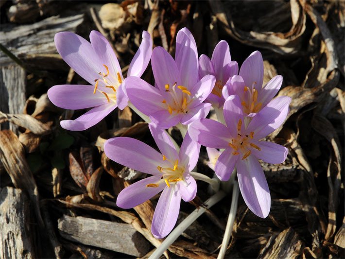 Blass violette Blüten einer Herbst-Zeitlosen / Herbstzeitlosen, botanischer Name Colchicum autumnale, im Wald