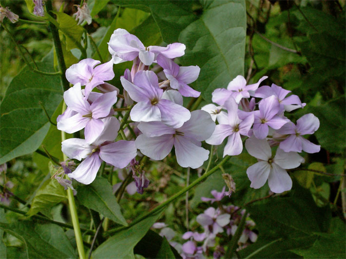 Weiß-violette Blüten einer Gewöhnlichen / Gemeinen Nachtviole, botanischer Name Hesperis matronalis