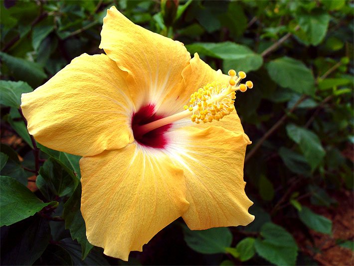 Gelbe Hibiskus-Blüte, botanisch Hibiscus, mit tiefrotem Blütenrachen