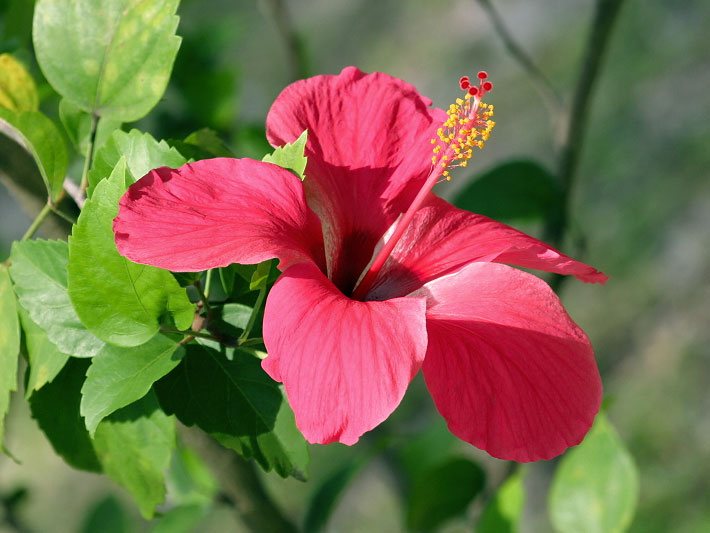 Rote Blüte von einem Hibiskus / Chinesischen Roseneibisch der Sorte Pink Versicolor,  botanischer Name Hibiscus rosa-sinensis