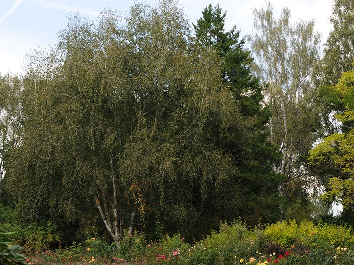 Himalaya-Birken in einem Park im Herbst