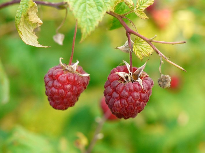 Mehrere rote Himbeeren, botanischer Name Rubus idaeus, an einem Zweig