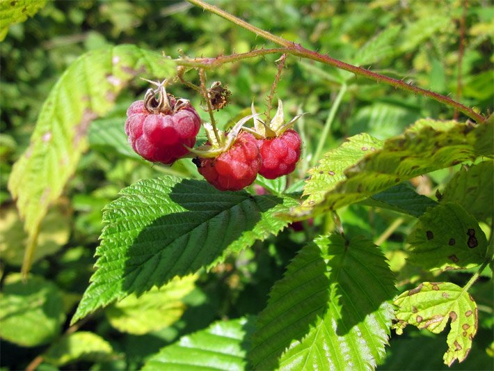 Himbeersträucher-Stacheln, botanischer Name Rubus idaeus, an einem Ast mit grünen Blättern und zwei roten Himbeeren