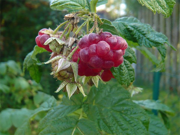 Rote Beeren von einem Himbeerstrauch, botanischer Name Rubus idaeus, einem Ast