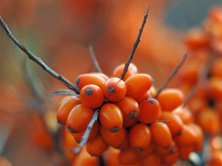 Ast von einem Sanddorn / einer Sandbeere, botanischer Name Hippophae rhamnoides, mit leuchtend orange-roten Früchten und Dornen beziehungsweise verdornten Kurztrieben