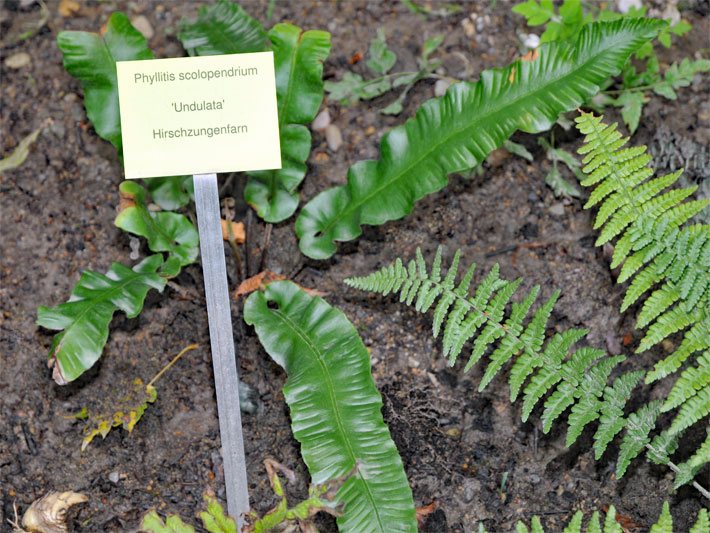 Hirschzungenfarn mit ovalen, länglichen Farnwedeln und einem botanischen Namensschild