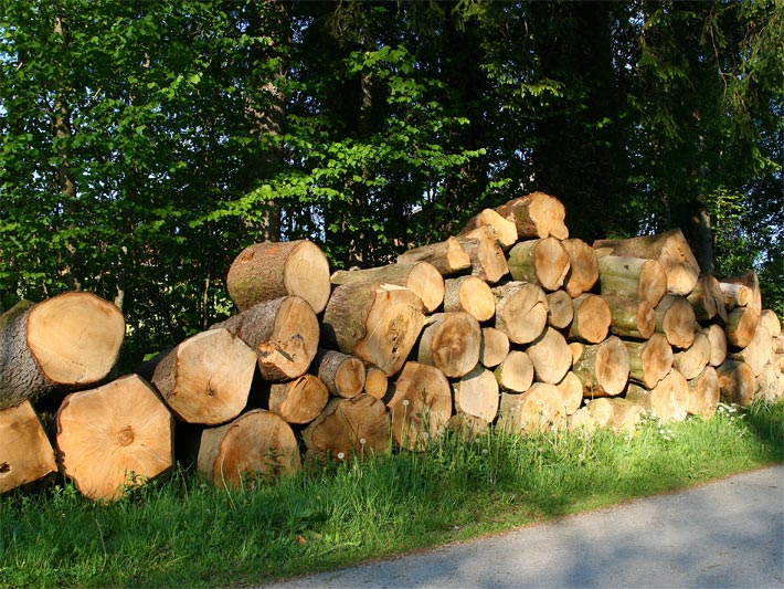 Hochstamm-Stücke als Holzstoß gestapelt an einem Waldrand beleuchtet mit Sonnen-Licht und Schatten