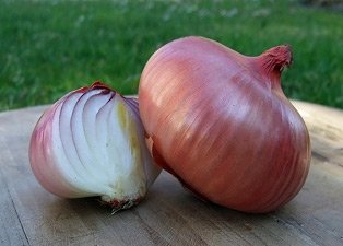 Höri-Bülle Zwiebeln im Ganzen und hälftig aufgeschnitten mit rot-brauner Schale auf einem Holztisch im Garten