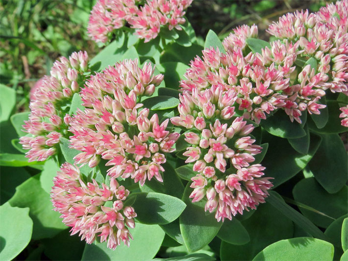 Rosa-rote Hohe / Große Fetthenne, botanischer Namer Hylotelephium oder Sedum telephium, in einem Stauden-Beet