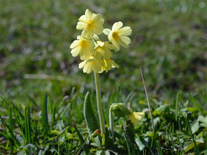Hohe Schlüsselblumen, botanischer Name Primula elatior, mit blass-gelben Stieltellerblüten und goldgelbem Blütenschlund auf einer Wiese