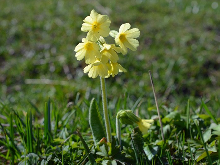 Hell-gelb blühende Hohe Schlüsselblume, botanischer Name Primula elatior, mit dunkelgelber Blüten-Mitte