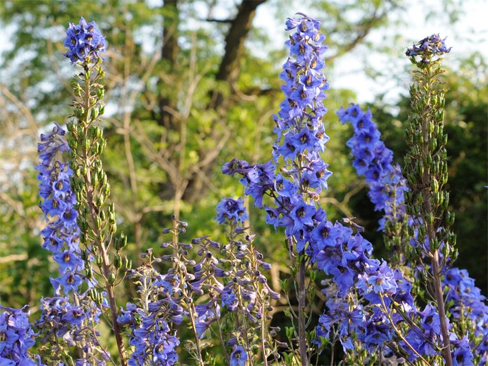 Violett-blaue Blüten vom Hohen Rittersporn, botanischer Name Delphinium elatum