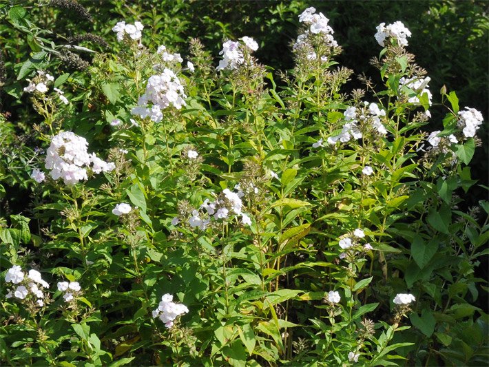 Blühender Hoher Stauden-Phlox mit weißen Blüten