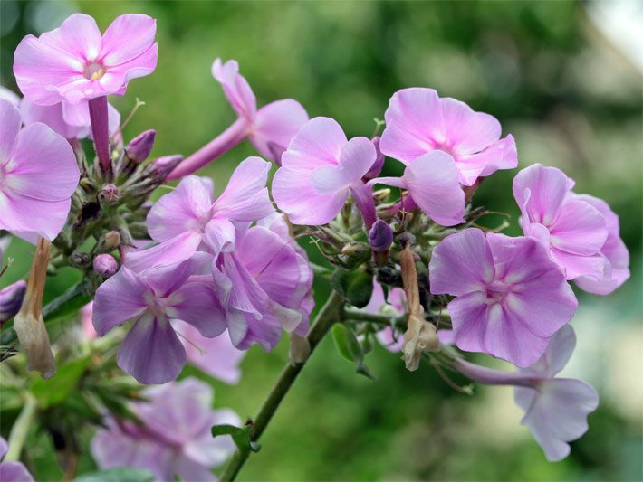 Rosa-pink-farbene Blüten von einem Hohen Stauden-Phlox, botanischer Name Phlox paniculata, in einem Garten-Beet