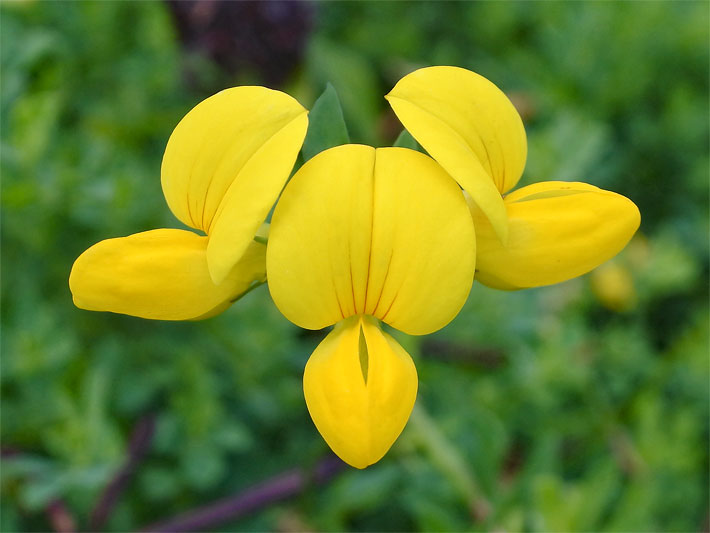 Leuchtend gelbe Schmetterlingsblüten mit Schiffchen und Flügeln von einem Gemeinen / Gewöhnlichen Hornklee, botanischer Name Lotus corniculatus, auf einer Wiese