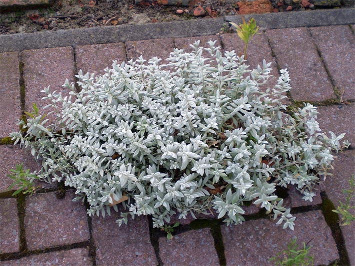 Nicht blühendes Filziges Hornkraut, Cerastium tomentosum, in der Fugen von einem Naturstein-Boden