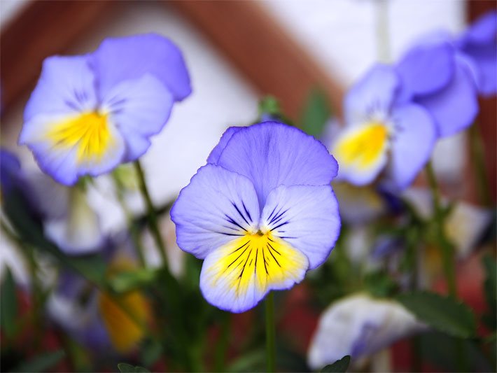 Gelb-violett blühende Hornveilchen, botanischer Name Viola cornuta, in einem Blumenkasten auf dem Balkon