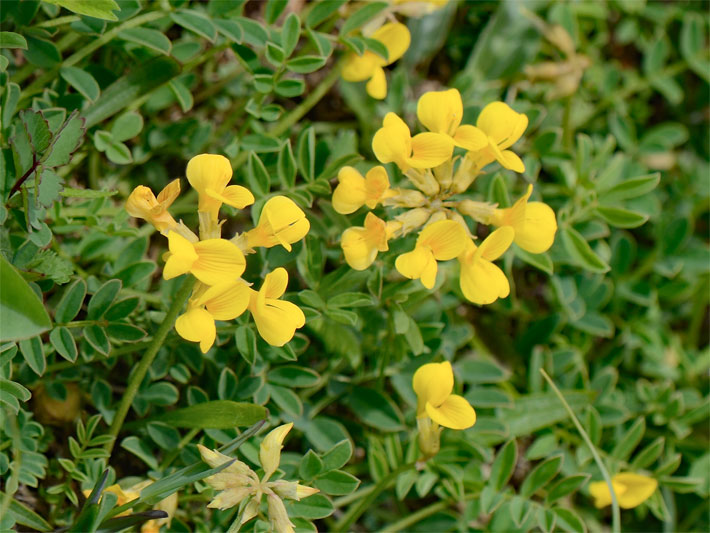 Gelbe Schmetterlingsblüten mit Schiffchen und Flügeln von einem Gewöhnlichen Hufeisenklee, botanischer Name Hippocrepis comosa, auf einer Alpen-Wiese