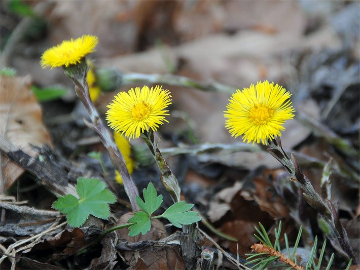 Huflattich, botanischer Name Tussilago farfara, mit gelben Blüten und Blättern