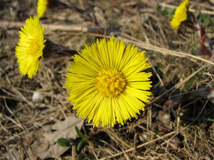 Gelbe Huflattich-Blüte, botanischer Name Tussilago farfara, im Wald