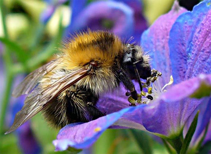 Hummel auf einer duftender Blume