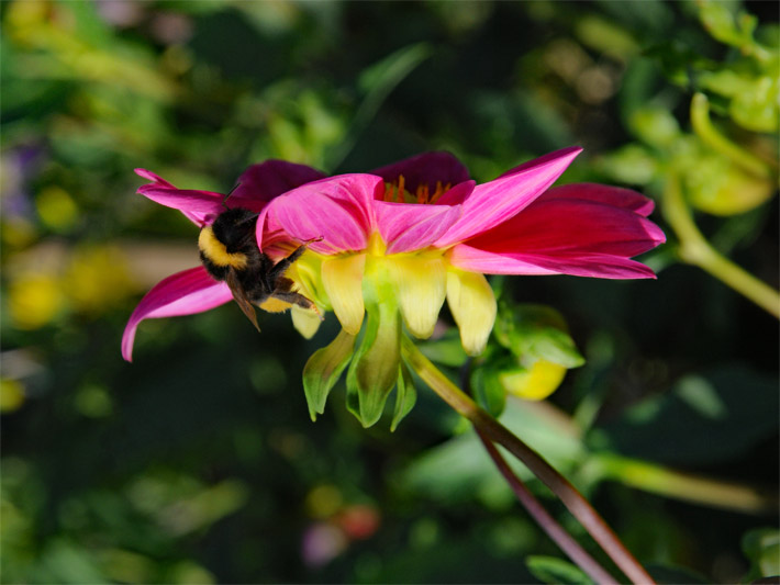 Hummel (Bombus) bei der Bestäubung einer Dahlie (Dahlia) mit goldgelber Korb-Blüte und rot-pinken Zungenblüten